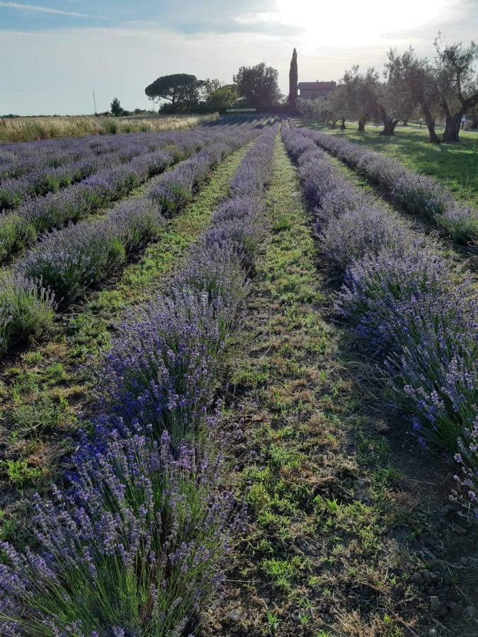 Tenuta Di Pontesodo Montalto di Castro Zewnętrze zdjęcie